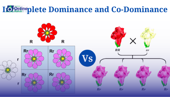 Lesson 08: Differentiation Between Incomplete Dominance and Co-dominance
